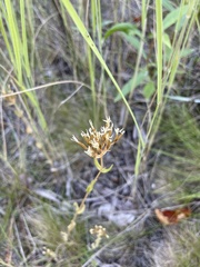 Centaurium erythraea