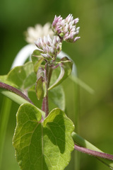 Mikania scandens