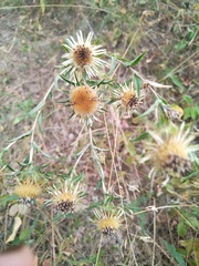 Carlina biebersteinii