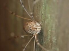 Phalangium opilio