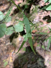 Campanula divaricata