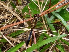Erythrodiplax minuscula
