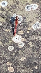 Sympetrum obtrusum