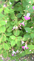 Impatiens balfourii