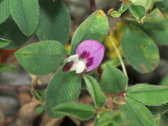 Kummerowia stipulacea