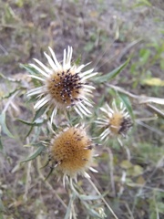 Carlina biebersteinii