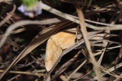 Camptogramma bilineata