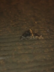 Ecliptopera silaceata