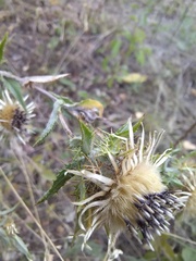 Carlina biebersteinii