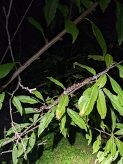Pantherophis obsoletus