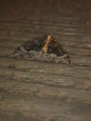 Ecliptopera silaceata