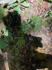 Campanula divaricata