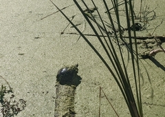 Chrysemys picta marginata