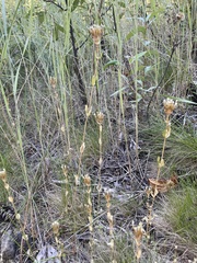 Centaurium erythraea
