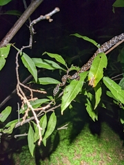 Pantherophis obsoletus
