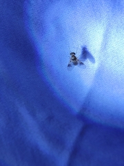 Chrysopilus