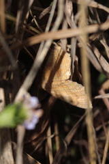 Camptogramma bilineata