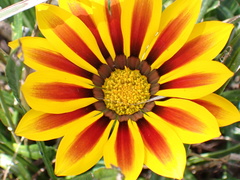 Gazania