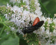Sphecodes albilabris