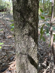 Quercus nigra