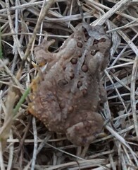 Anaxyrus americanus