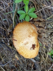 Suillus weaverae