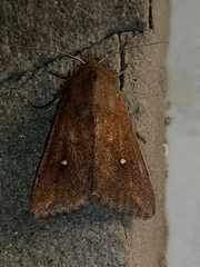 Mythimna albipuncta
