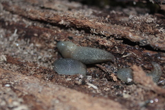 Krynickillus melanocephalus