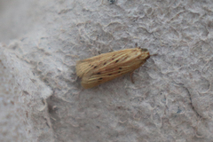 Ematheudes punctella