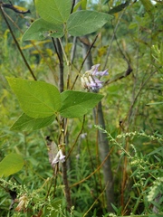 Amphicarpaea bracteata