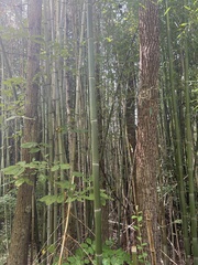 Bambusoideae