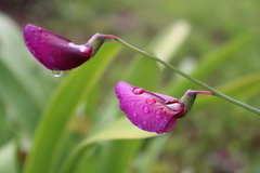 Lathyrus