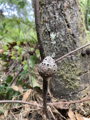 Callirhytis quercussuttoni