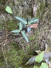 Chimaphila maculata