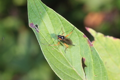 Pimpla rufipes