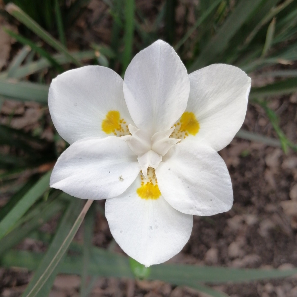 Small Fortnight Lily from 03310 Ciudad de México, México on August 28