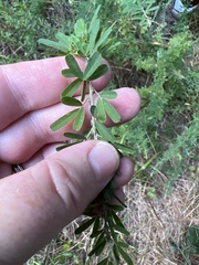 Lespedeza cuneata