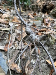 Callirhytis quercussuttoni