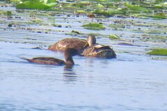 Lophodytes cucullatus