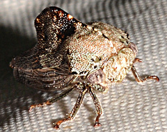 Telamona decorata