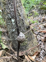 Callirhytis quercussuttoni