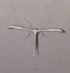 Emmelina monodactyla