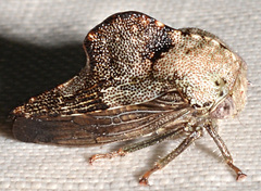 Telamona decorata