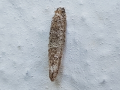 Tineoidea