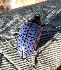 Cypherotylus californicus