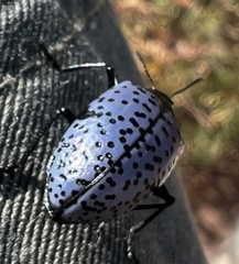 Cypherotylus californicus