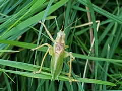 Tettigonia cantans