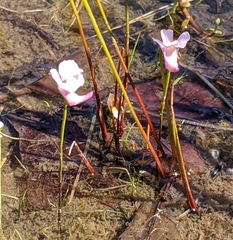 Utricularia resupinata