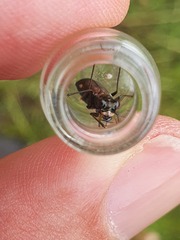 Cylindera germanica