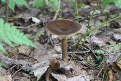 Lactarius lignyotus